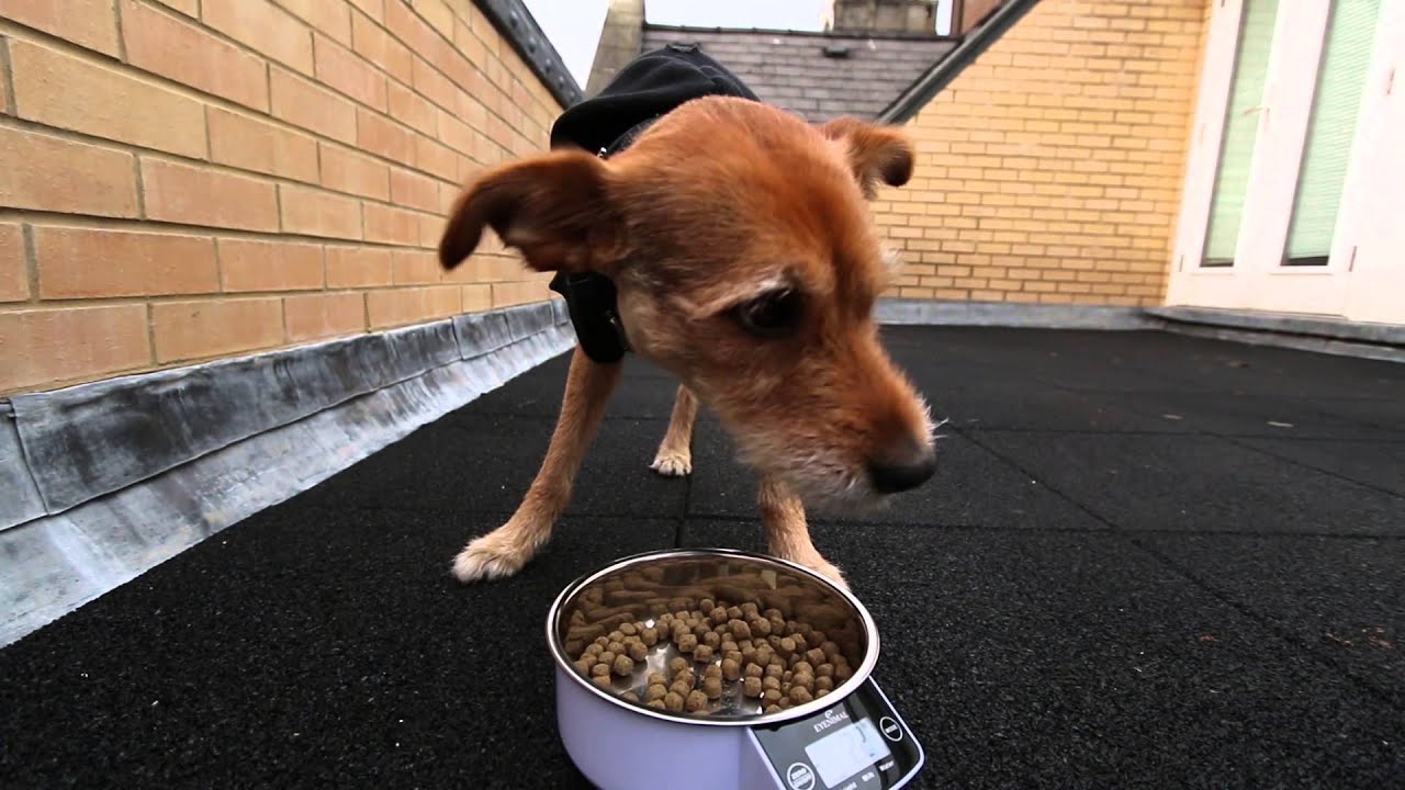 Eyenimal Review: The Intelligent Pet Bowl!